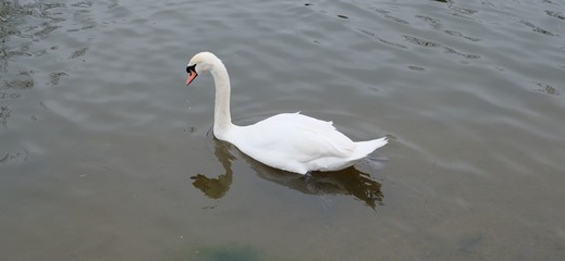 Beautiful Swan