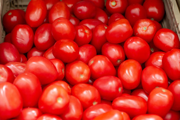 Fresh tomatoes 