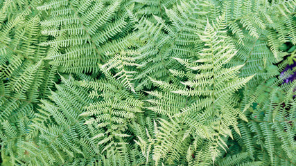 Ferns leaves background. Pattern with Green Tropical jungle leaves.