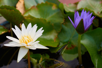 The Beautiful White lotus flower in the water, Close up lotus flower in natural