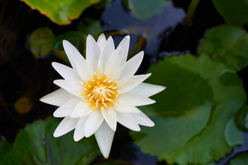 The Beautiful White lotus flower in the water, Close up lotus flower in natural