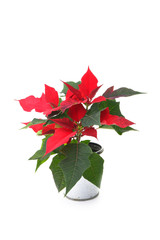red poinsettia on a white background