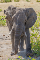 Fototapeta premium portrait of african elephant (loxodonta africana) standing in savanna