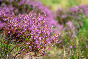 Fototapeta premium Close up of wild pink heather flowers, Dartmoor, UK