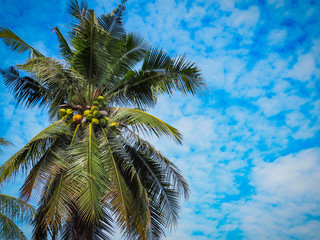Fototapeta na wymiar Coconut tree and blue sky with pattern clouds.