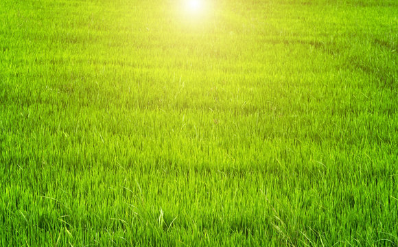 Spring sunset Green backgrounds