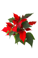 red poinsettia on a white background