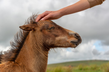Hand of a boy petting the head of a Dartmoor pony foal, Devon UK