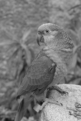 Close up Marco view of Green yellow color parrot 