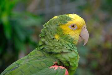 Close up Marco view of Green yellow color parrot 
