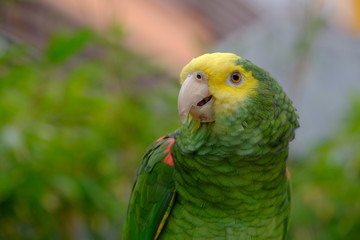 Close up Marco view of Green yellow color parrot 