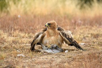 Aguila calzada con una presa en el suelo