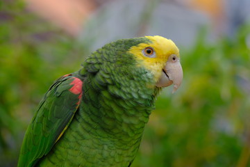 Close up Marco view of Green yellow color parrot 