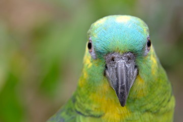 Close up Marco view of Green yellow color parrot 