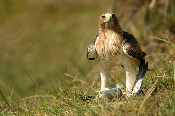 Mirada de aguila calzada con una presa