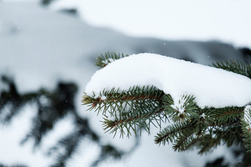 Christmas evergreen spruce tree with fresh snow on white. Beautiful winter season background. 