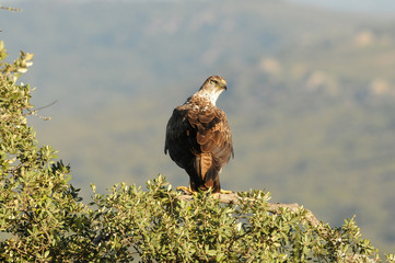 Aguila real observa desde un arbol