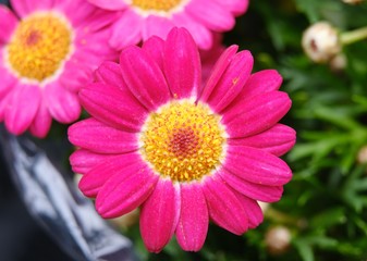 Fototapeta premium Beautiful pink purple daisy flower in full blossom