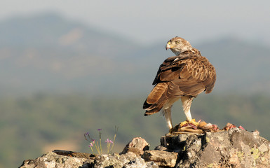 Macho de aguila real con presa