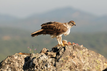 aguila perdicera adulta con presa