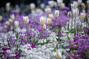 Obraz premium Flowers in the park