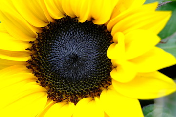 Obraz premium Beautiful yellow sunflower in full blossom