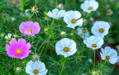 Fototapeta premium Cosmos bipinnatus flowers shine in the flower garden with colorful shimmering bonsai and beautiful. This flower is like stars sparkling in the sky