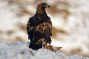 aguila real hembra
