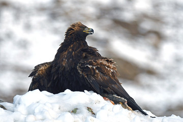 Aguila real con presa en la nieve