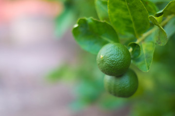 Green limes lemon hanging on the lime tree branch.