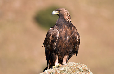 A real eagle observes from the rock of the mountain