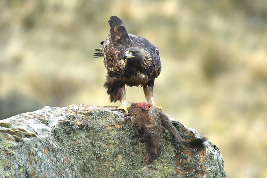 Aguila real con meloncillo