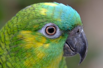Close up Marco view of Green yellow color parrot 
