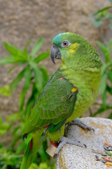 Close up Marco view of Green yellow color parrot 