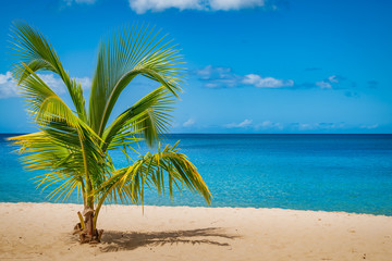 Palm tree on Grand Anse Beach, Grenada Island, Caribbean - obrazy, fototapety, plakaty