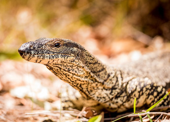 lizard on a rock