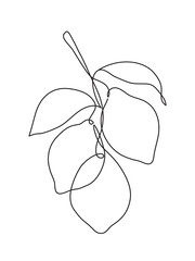 Vector hand drawn lemon. Tropical fruit. Sketch. - 242262495