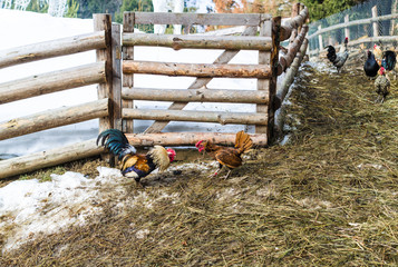 Two bright, colorful, warlike rooster fighting in the barnyard near the wooden fence in the village, farm, Ukraine