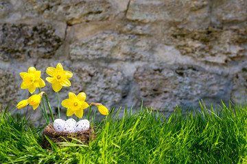 Easter background with blooming daffodils and  eggs in a nest over fresh green grass against stone wall - copy space