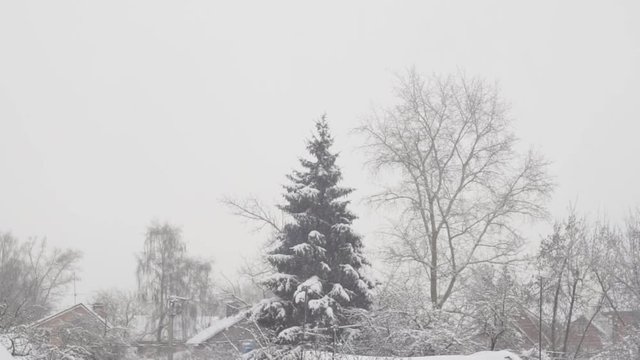 Fir tree in snowy day