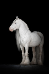 Fototapeta na wymiar Beautiful white gypsy horse with long mane on black background isolated. The full body portrait.
