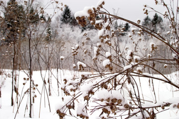 Winter forest snow 