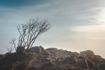 Lone bare tree on top of mountain in early morning sunrise light near Hohneck in Vosges