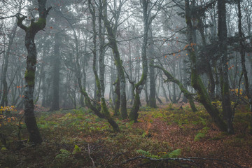 Dark moody forest with crooked trees on foggy morning walk in the vosges mountains in france