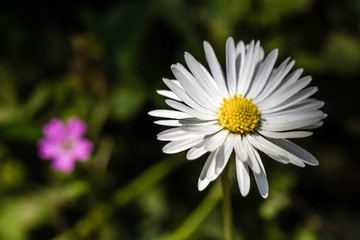 Fototapeta premium Beautiful Chamomile Flower on Nature Green Background