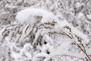 Winter forest snow 
