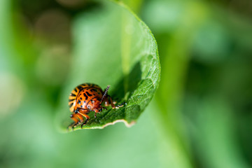 Colorado beetle on potato leaves - selective focus