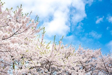 Cherry blossom in spring for background and clear sky background. Copy space.