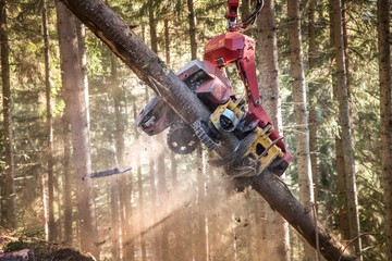 Forstarbeiten mit Maschine