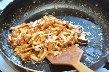 Fried chanterelle mushrooms recipe. Sauteed Chanterelle Mushrooms (Cantharellus cibarius) Frying Pan.